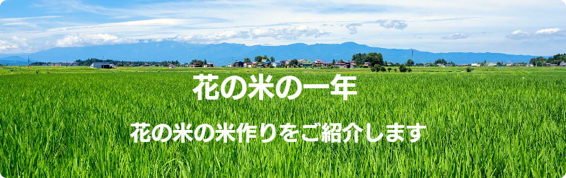 新潟県上越市の農業法人花の米　おいしい新潟米こしひかり　花の米の米作り