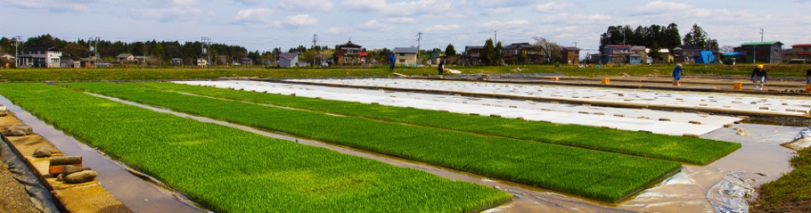 花の米コシヒカリ苗だ