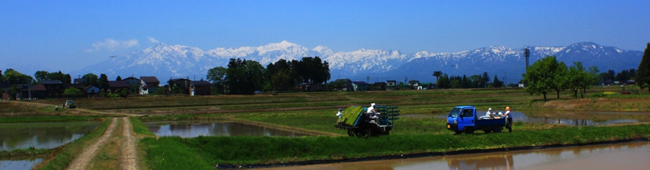 花の米コシヒカリ田植え