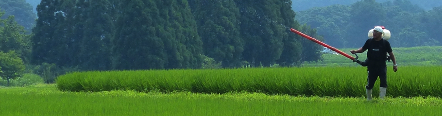 花の米コシヒカリ田おこし