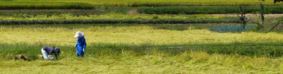 花の米コシヒカリ田おこし