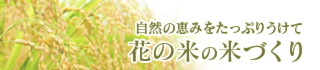 花の米,新潟県産コシヒカリ,新潟越後米こしひかり,コシヒカリ,上越産こしひかり,旨い米,上越,旨いもち,こがねもち,おいしいお餅,越後かに米こしひかり,