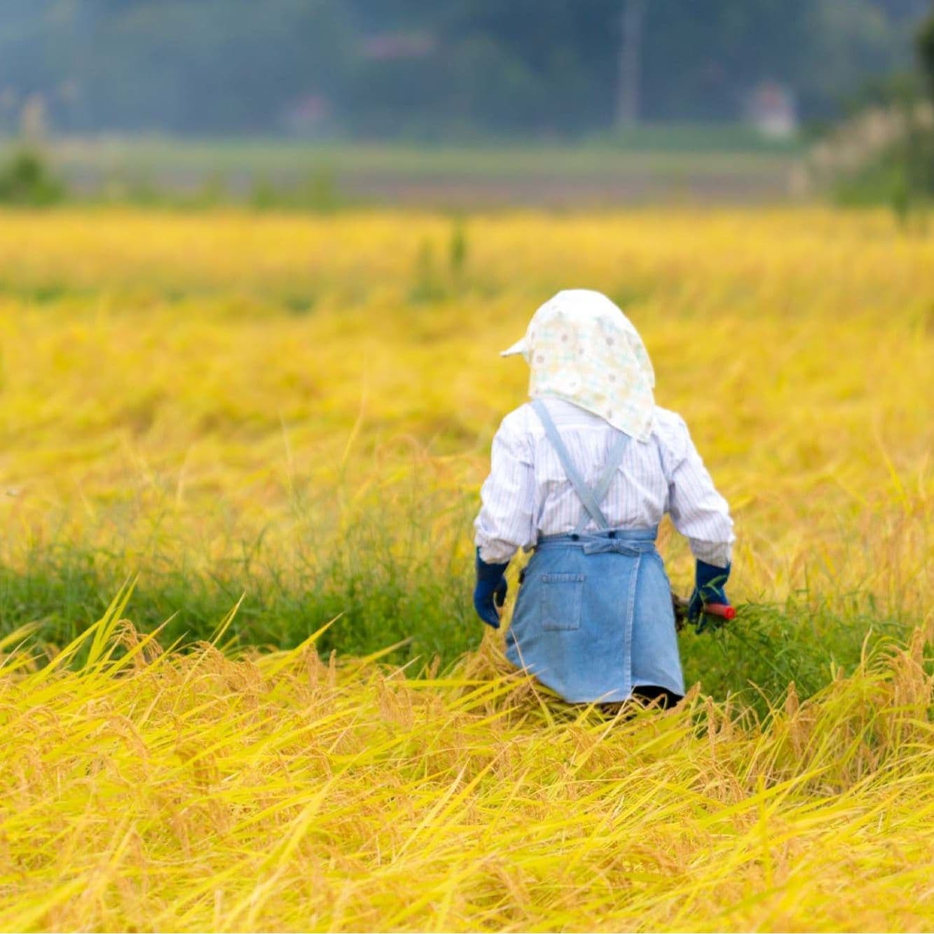 新潟県上越市の農業法人花の米 おいしい新潟米こしひかり おいしいお米 おいしいこしひかりを農業女子たちがおいしいお米を作っています