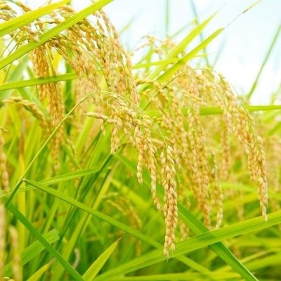 新潟県上越市の農業法人花の米　おいしい新潟米こしひかり　おいしいお米　おいしいこしひかりを農業女子たちがおいしいお米を作っています